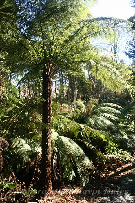 Tree fern gully, Pirianda Gardens IMG_7123.JPG